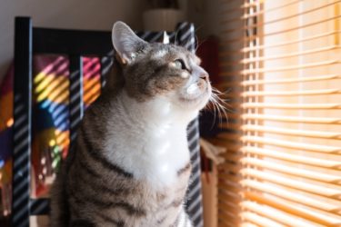 光や視線は遮りたいが、風通しは必要！窓を彩り光を操るアイテムえらび【ブラインド・スクリーン・シェード】